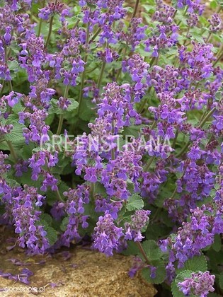 Котовник Фассена (Nepeta x faassenii)