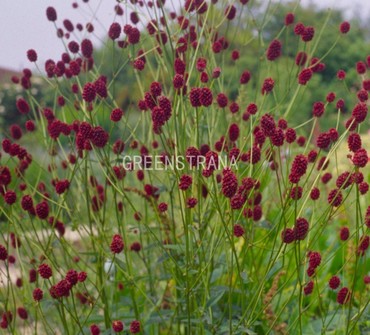 Кровохлебка лекарственная Танна (Sanguisorba officinalis 'Tanna')