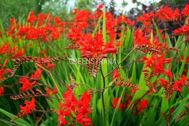 Крокосмия Люцифер (Crocosmia 'Lucifer')