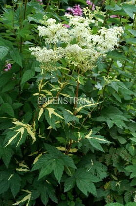 Лабазник вязолистный Вариегата (Filipendula ulmaria 'Variegata')