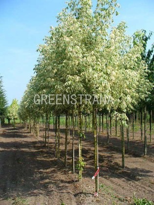 Клен остролистный Друммонди (Acer platanoides 'Drummondii')