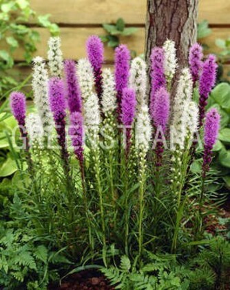 Лиатрис колосковый (Liatris spicata)