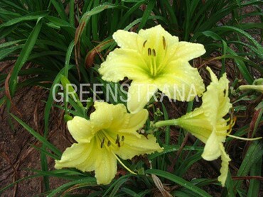 Лилейник гибридный Биг Тайм Хэппи (Hemerocallis 'Big Time Happy')