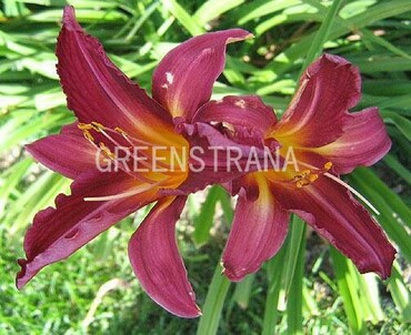 Лилейник гибридный Бурбон Кингс (Hemerocallis 'Bourbon Kings')