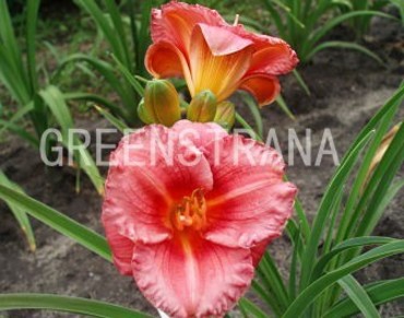 Лилейник гибридный Космополитен (Hemerocallis 'Cosmopolitan')