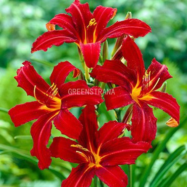 Лилейник гибридный Кримсон Пайрет (Hemerocallis 'Crimson Pirate')
