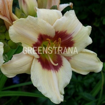 Лилейник гибридный Пандорас Бокс (Hemerocallis 'Pandora's Box')