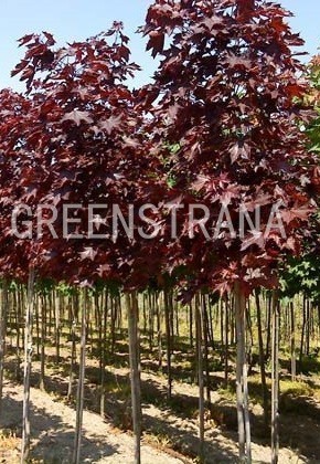 Клен остролистный Роял Ред (Acer platanoides 'Royal Red')