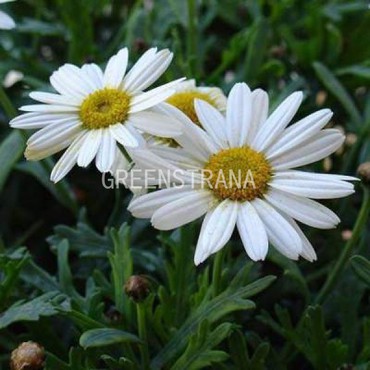 Нивяник наибольший Аляска (Leucanthemum maximum 'Alaska')