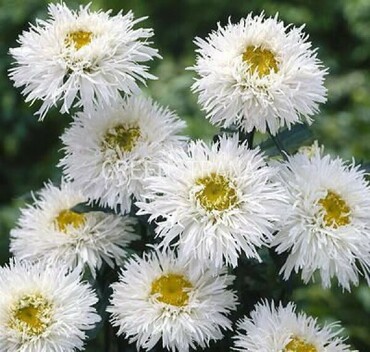 Нивяник наибольший Крейзи Дейзи (Leucanthemum maximum 'Crazy Daisy')