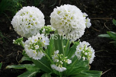Примула мелкозубчатая Альба (Primula denticulata 'Alba')