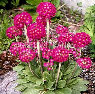 Примула мелкозубчатая Рубин (Primula denticulata 'Rubin')