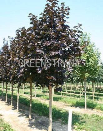 Клен остролистный Кримсон Сентри (Acer platanoides 'Crimson Sentry')