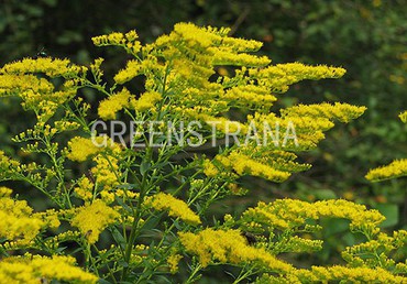 Солидаго скрученный Голдкинд (Solidago flexicaulis 'Goldkind')