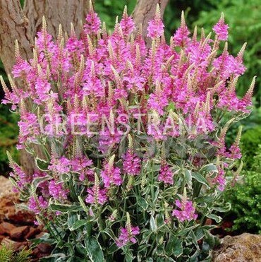 Физостегия виргинская Вариегата (Physostegia virginiana 'Variegata')