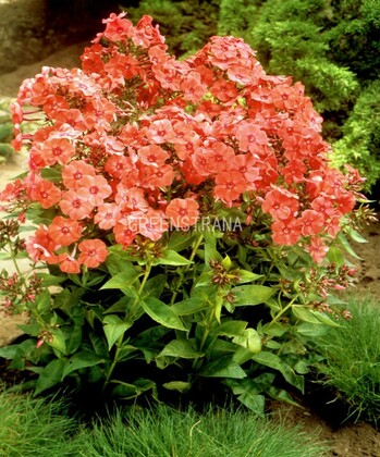 Флокс метельчатый Оранж Перфекшн (Phlox paniculata 'Orange Perfection')