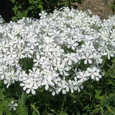 Флокс растопыренный Вайт Парфюм (Phlox divaricata 'White Perfume')