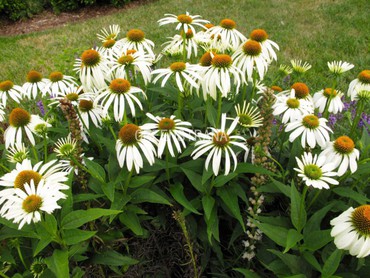 Эхинацея пурпурная Вайт Свон (Echinacea purpurea 'White Swan')