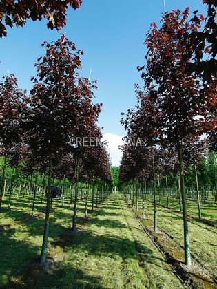 Клен остролистный Кримсон Кинг (Acer platanoides 'Crimson King')