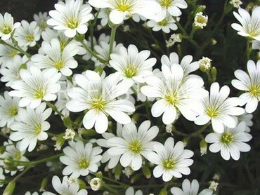 Ясколка Биберштейна (Cerastium biebersteinii)