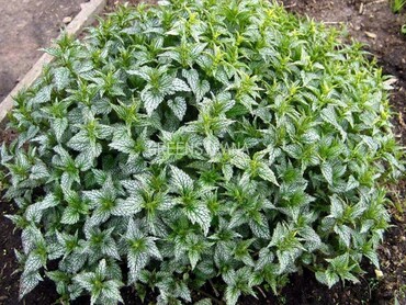 Яснотка зеленчуковая (Зеленчук желтый) (Lamium galeobdolon)
