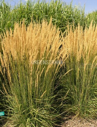 Вейник остроцветковый (Calamagrostis x acutiflora)