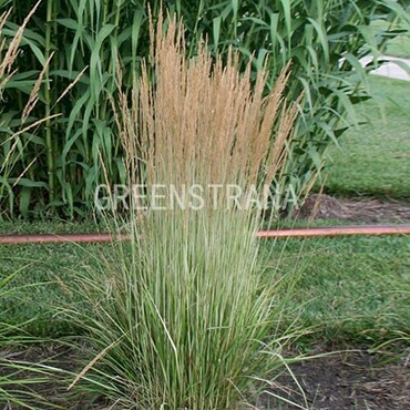 Вейник остроцветковый Аваланш (Calamagrostis x acutiflora 'Avalanche')