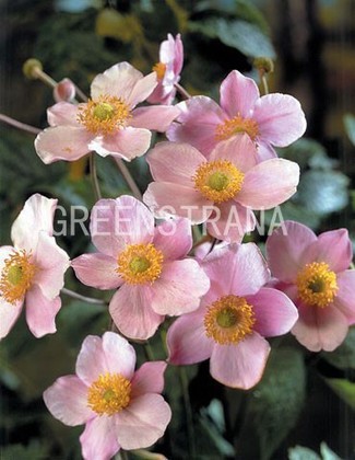 Анемона войлочная Робустиссима (Anemone tomentosa 'Robustissima')