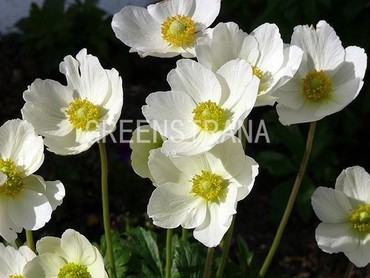 Анемона лесная (Anemone sylvestris)