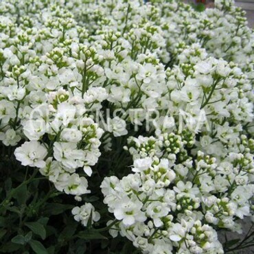 Арабис кавказский Сноу Фикс (Arabis caucasica 'Snow Fix')