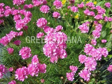 Армерия дернистая (Armeria caespitosa)