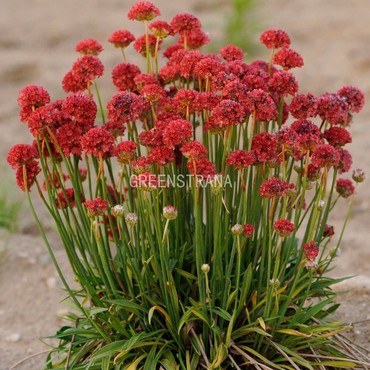 Армерия приморская Спленденс (Armeria maritima 'Splendens')