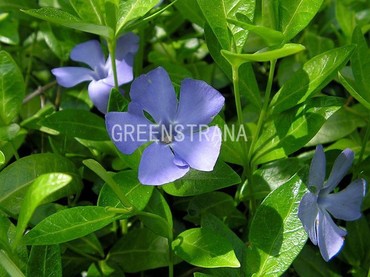 Барвинок малый (Vinca minor)