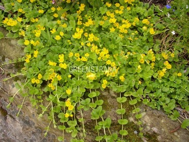 Вербейник монетчатый (Lysimachia nummularia)