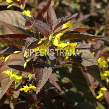 Вербейник реснитчатый (Lysimachia ciliata)