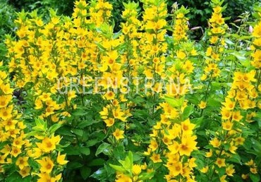 Вербейник точечный (Lysimachia punctata)