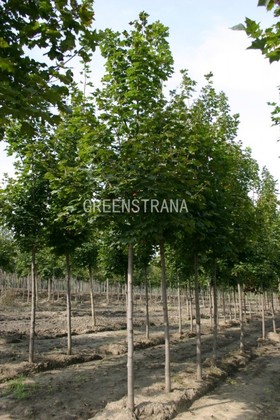 Клен остролистный Кливленд (Acer platanoides 'Cleveland')