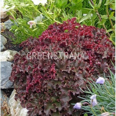 Гейхера Мелтинг Файер (Heuchera 'Melting Fire')