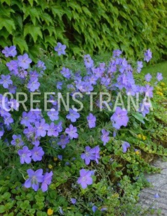 Герань гибридная Джонсонс Блю (Geranium 'Johnson's Blue')