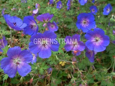Герань гибридная Орион (Geranium 'Orion')