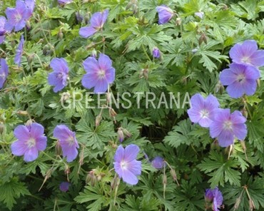 Герань гималайская Бэби Блю (Geranium himalayense 'Baby Blue')