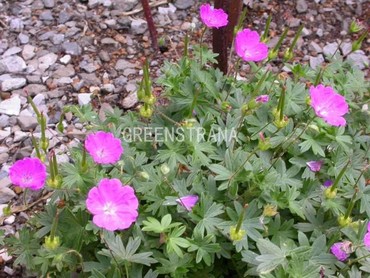 Герань кроваво-красная Макс Фрей (Geranium sanguineum 'Max Frey')
