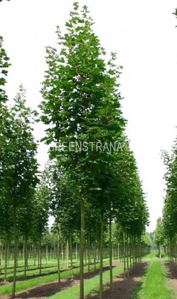 Клен остролистный Эмеральд Куин (Acer platanoides 'Emerald Queen')