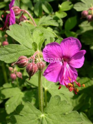Герань крупнокорневищная Беванс Вариети (Geranium macrorrhizum 'Bevan's Variety')