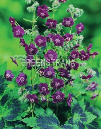 Герань темная Самобор (Geranium phaeum 'Samobor')