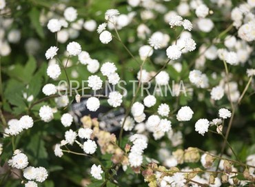 Гипсофила метельчатая (Gypsophila paniculata)