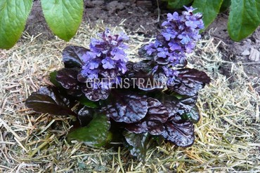 Живучка ползучая Блэк Скэллоп (Ajuga reptans 'Black Scallop')