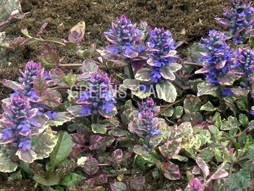 Живучка ползучая Бургунди Глоу (Ajuga reptans 'Burgundy Glow')