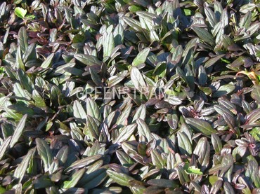Живучка ползучая Чоколит Чип (Ajuga reptans 'Chocolate Chip')