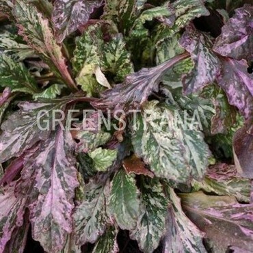 Живучка ползучая Спарклер (Ajuga reptans 'Sparkler')